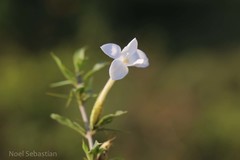 Barleria noctiflora